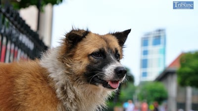 Davao observes rabies awareness month